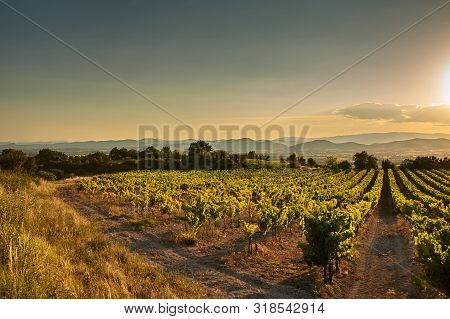 Vineyard At Sunset. A Plantation Of Grapevines. Hilly Mediterranean Landscape, South France, Europe