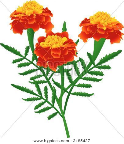 Marigolds