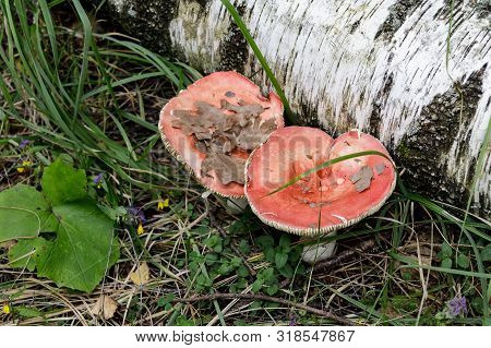 Wild Red Mushroom Close-up In The Morning Forest - Russula Emetica, Commonly Known As The Vomiting R