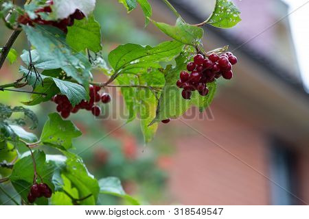 Kalina Oculus, Red Berries And Leaves Outdoors In Late Summer Or Autumn. Branch Of Red Viburnum In T