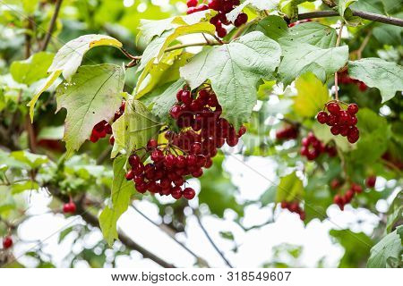Kalina Oculus, Red Berries And Leaves Outdoors In Late Summer Or Autumn. Branch Of Red Viburnum In T