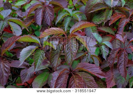 Beautiful Virginia Creeper Parthenocissus Quinquefolia Foliage In Autumn