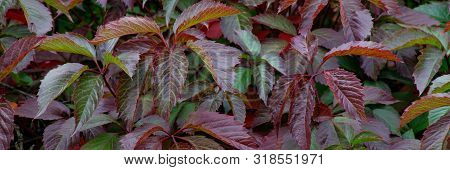 Beautiful Virginia Creeper Parthenocissus Quinquefolia Foliage In Autumn