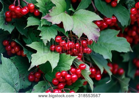 Kalina Oculus, Red Berries And Leaves Outdoors In Late Summer Or Autumn. Branch Of Red Viburnum In T