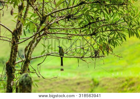 Motmot (momotus Aequatorialis), Bird That Its Natural Habitat Is The Subtropical Montane Forests