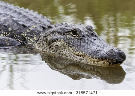 Alligator Swimming In The Swamp Above The Water Closeup In Texas