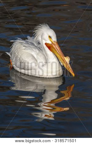 Large American White Pelican Floating On The Lake