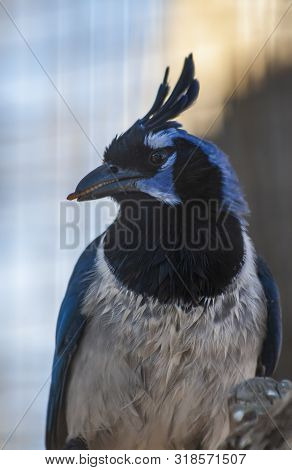 Black-throated Magpie Jay Bird Eating A Meal Worm