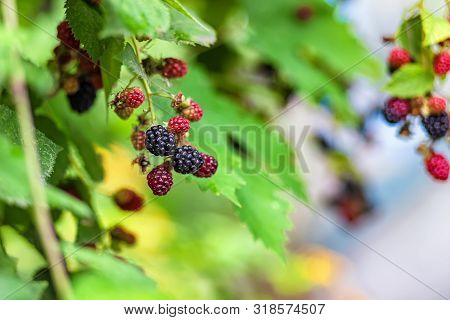 Large, Ripe Garden Blackberry - Ozhina