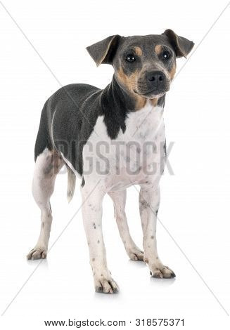 Brazilian Terrier In Front Of White Background
