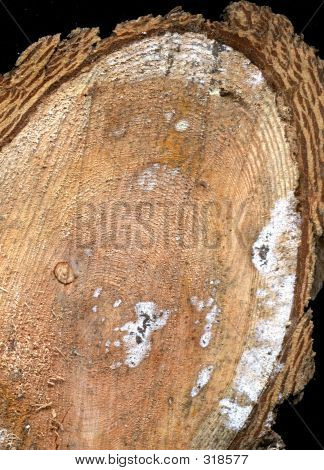 Log Cross Section 2