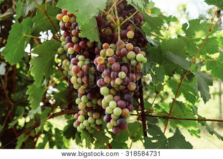 Beautiful Grape Cluster With Green Leaves, Growing In Vineyards. Space For Text.