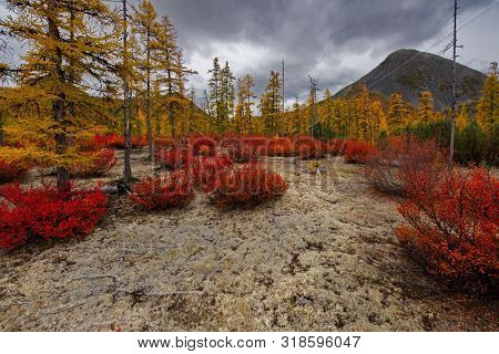 Russia. Far East, Magadan Region. Autumn Taiga On Permafrost Along The Highway Magadan - Yakutsk.