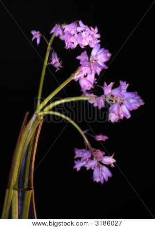 Spanishbells