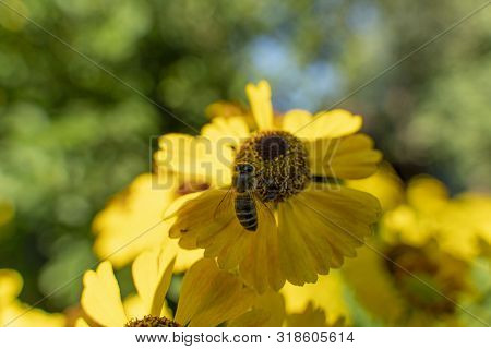 Bee In Flower Bee Amazing, Honeybee Pollinated Of Yellow Flower