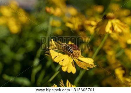 Bee In Flower Bee Amazing, Honeybee Pollinated Of Yellow Flower