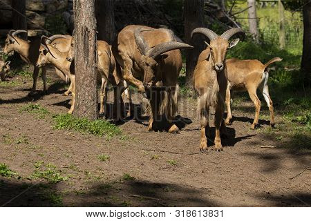 Barbary Sheep (ammotragus Lervia) Or Aoudad Is A Species  Native To Rocky Mountains In North Africa.