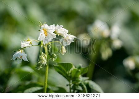 Flowering Potato. Potato Flowers Blossom In Sunlight Grow In Plant. White Blooming Potato Flower On 