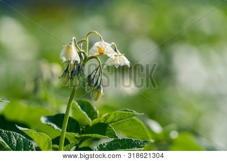 Flowering Potato. Potato Flowers Blossom In Sunlight Grow In Plant. White Blooming Potato Flower On 