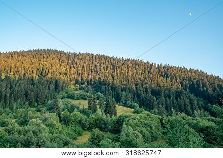 Beautiful View Of Spurce Forest On The Way To Hatsvali Mountain. Svaneti, Mestia, Georgia.