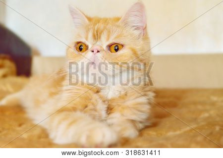 The Young Kitty Of Exotic Breed Lies On A Bed In The Light Room. Portrait. Blur Of A Background. Ind