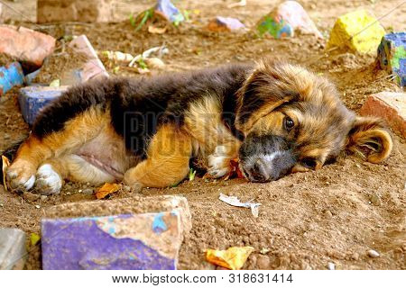 The Puppy With Sad Eyes Lies On The Earth. Portrait. Outdoors. Horizontal Format. Color. Natural Lig