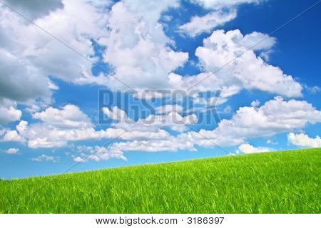 Sommer vilde felt