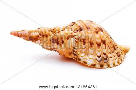 Caracol aislado en blanco