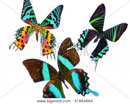 Tropiske Butterflys isoleret på hvid baggrund