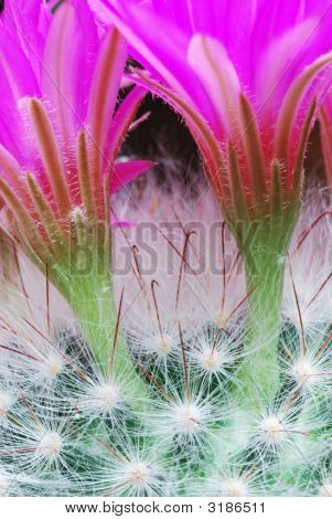 明亮 Mammillaria 花