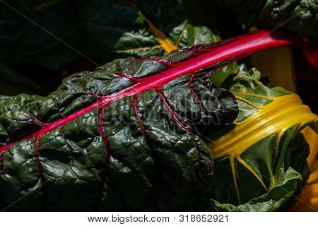 Close-up Of Red-yellow Stemmed Chard In The Summer Time Vegetable Garden. Macro Photography Of Livel