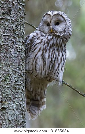 Ural Owl(strix Uralensis) In Its Own Environment