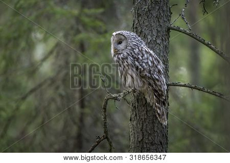 Ural Owl(strix Uralensis) In Its Own Environment