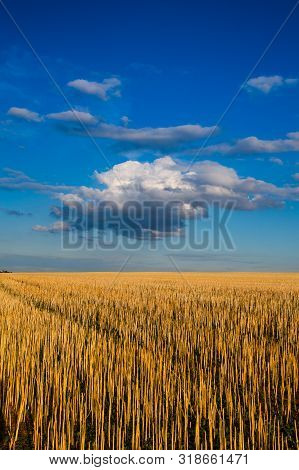 The Field After Harvesting In Sunny Day. Picture With Mowed Wheat Field  Under  Sunny Day. Czech Rep