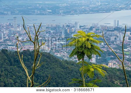 Rain Forest In Front Of George Town Penang