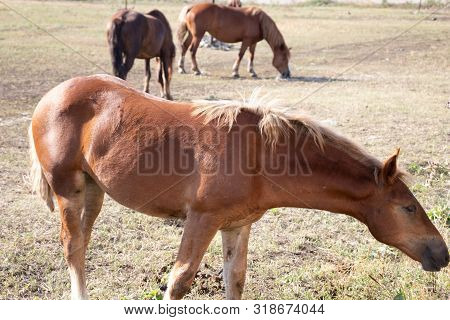 Beautiful Muscular Horse In The Field Under Normal Conditions Looks To The Right