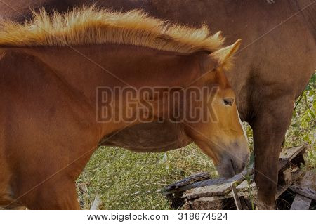 Horse Sideways In Nature Looks Sideways Close