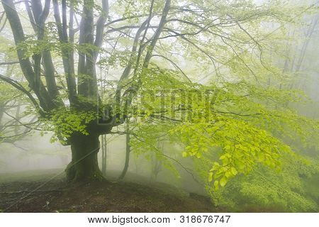 Gorbea Natural Park, Bizkaia, Basque Country - May 03, 2014.