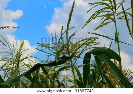 Corn Tree Against A Blue Cloudy Sky, Field On A Clear Day.seeds Like Panicles.