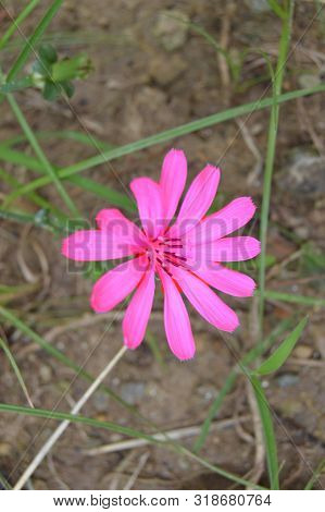 A Light Pink Wild Flower, Algeria, Africa