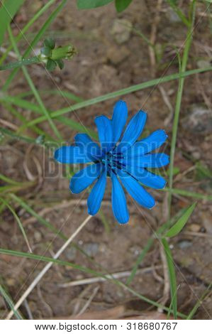 A Dark Blue Wild Flower, Algeria, Africa