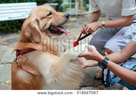 Women Hands Playing With Cute Brown Dog