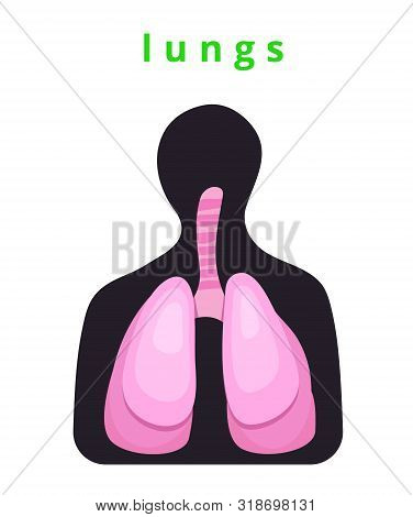Human Internal Organ - Realistic Lungs With The Name Anatomy Pink Human Lungs Human Body Part Modern
