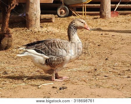 A Flock Of Domestic White Geese. Rural Landscape. White Domestic Geese Walking On Ground. Home Goose
