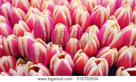 Beautiful Pink And White Tulip Flowers In Spring Garden.