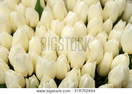 White Cream Tulip Flowers In Spring Garden, Park.