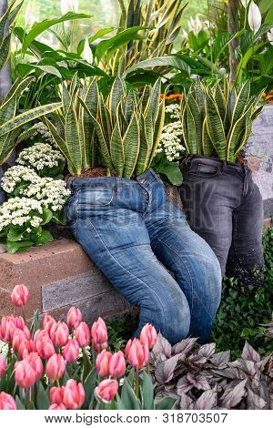 Snake Plant, Sansevieria Garden Decore Installation In Old Recycled Denim Jeans Planter.