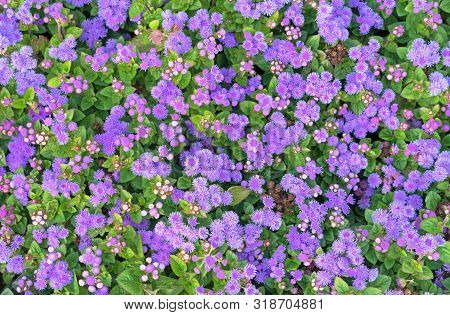 Ageratum Or Flossflowers. Blue Small Flowers With Green Foliage.
