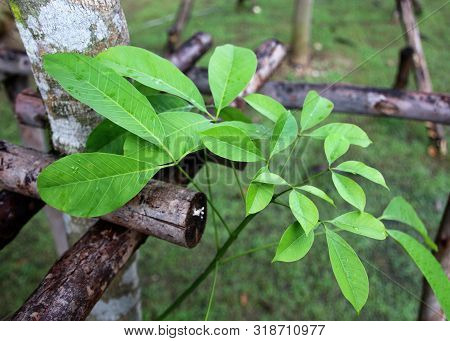 Rubber Tree Branches And Leaves, Hevea Tree Branches And Leaves
