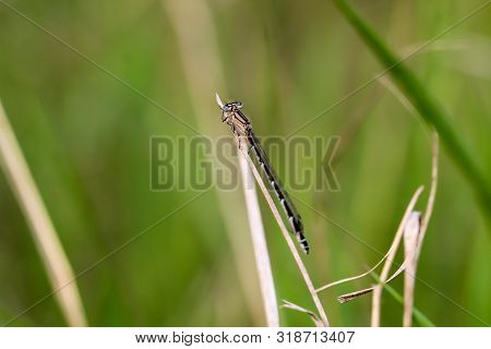 Damselfly On A Grass Plant On A Madow